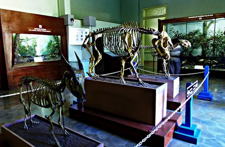 Museum Zoologi