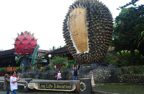 Warso Durian Farm