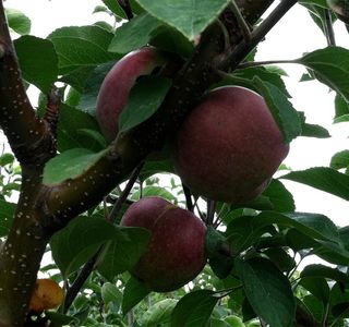 Ellsworth Hill Orchard & Berry Farm