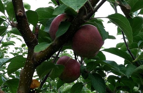 Ellsworth Hill Orchard & Berry Farm