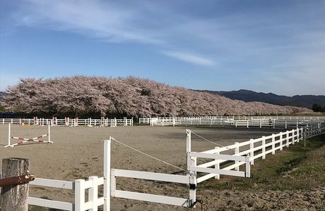 Mizusawa Horse Tracks