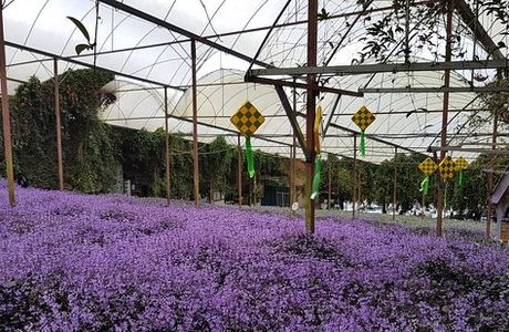 Cameron Lavender