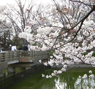 Higashirinkansakura Park
