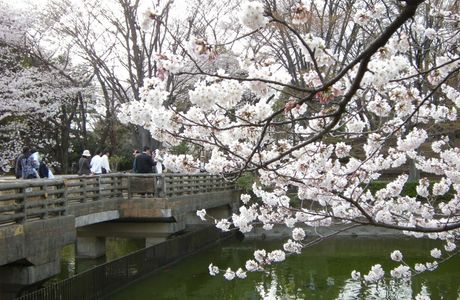 Higashirinkansakura Park