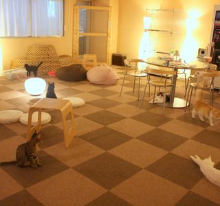 Cat Cafe Nekorobi