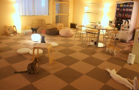 Cat Cafe Nekorobi