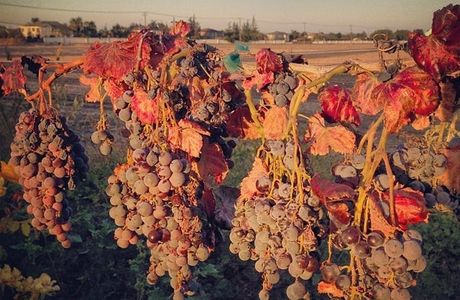 Windmill Ridge Winery