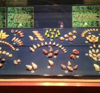 Phuket Seashell Museum