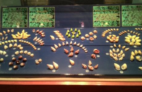 Phuket Seashell Museum
