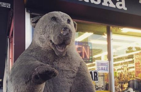 Polar Bear Gifts