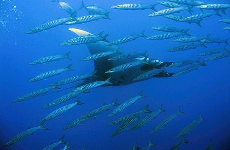 Elphinstone Reef
