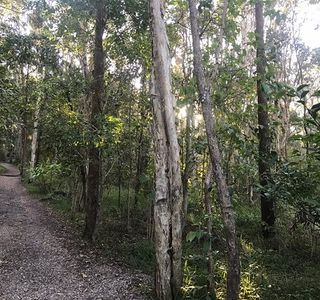 Alex Forest Conservation Area
