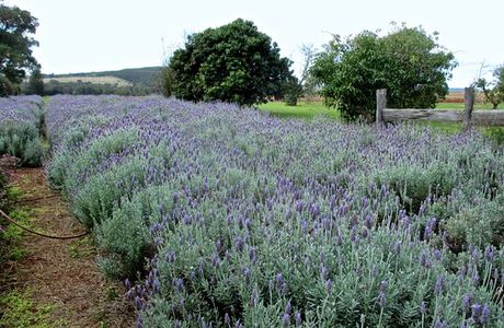 Pottique Lavender Farm
