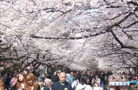 Kikusue Hamono Ueno