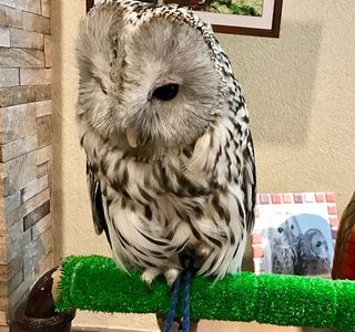 Wata Wata Owl Cafe