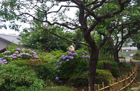 Yanagihara Chigusa Garden