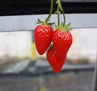 Kafuka Strawberry Farm
