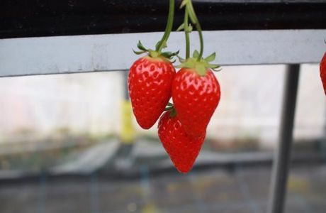 Kafuka Strawberry Farm