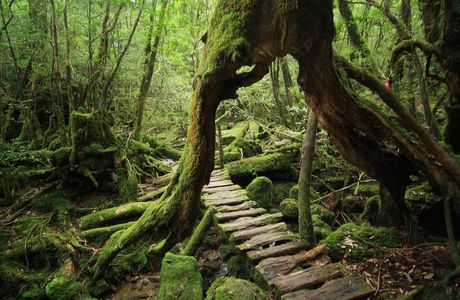 Yakushima Umigame-Kan