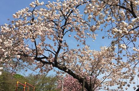 Shironouchi Park