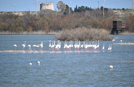 Riserva Naturale Saline di Priolo