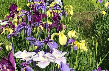 The Ushiku City Iris Garden