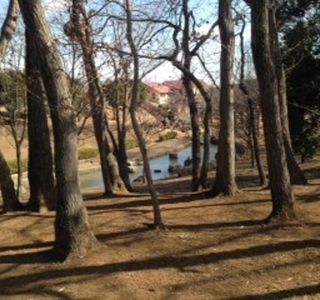 Kinunodaisakura Park