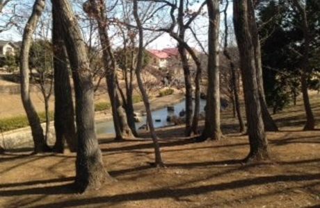 Kinunodaisakura Park