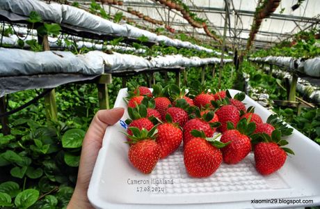 Ryukyu Strawberry Farm