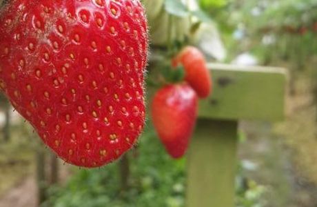 EQ Strawberry Farm
