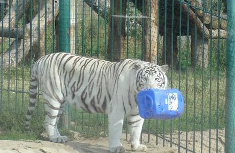 Udmurt Zoo