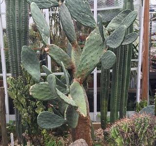 Cactus Shop