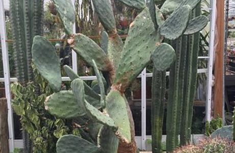 Cactus Shop