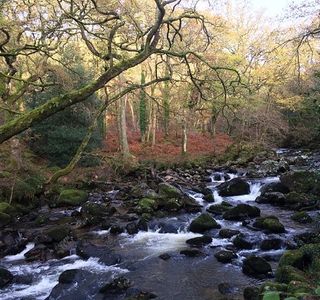 Dewerstone Wood