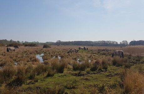 Redgrave and Lopham Fen