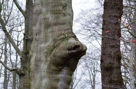 Natuurmonument Corversbos