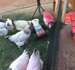 BenS Chicken Racing