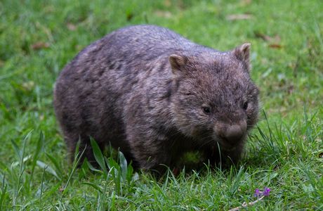 Wombat Forest Vineyard