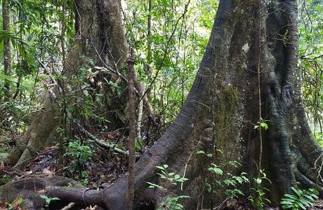 Ulidarra National Park