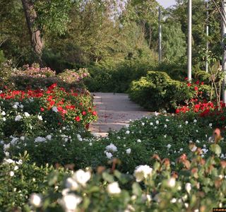 Wohl Rose Garden