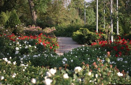 Wohl Rose Garden