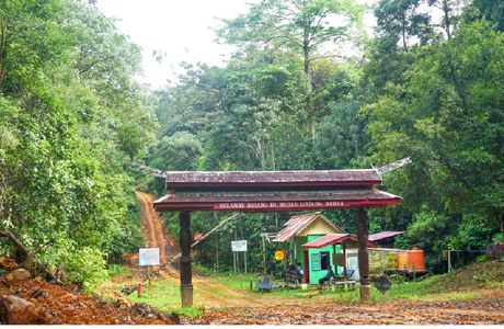 Wehea Forest