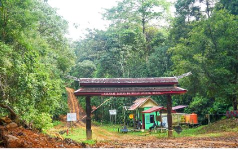 Wehea Forest 1
