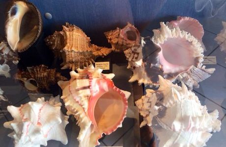 Musee des Coquillages