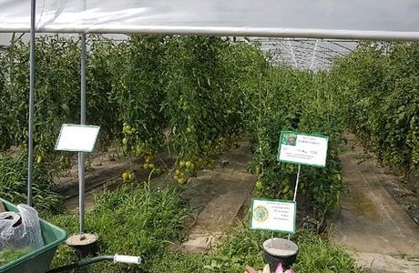 La Cueillette Chapeau de Paille