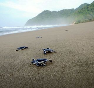 Sukamade Beach