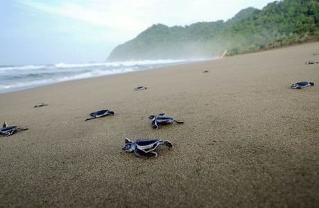 Sukamade Beach