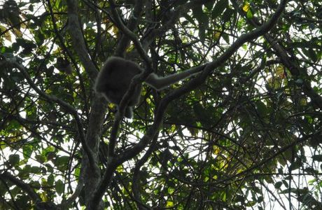 Hoollongapar Gibbon Sanctuary