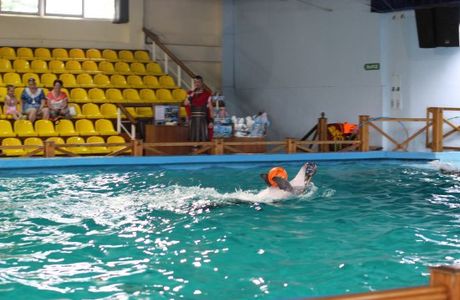 Dolphinarium Kolizey