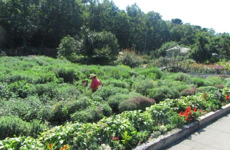Botanical Garden-Institute